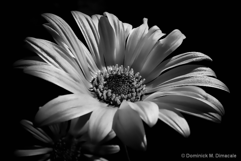 FLOWER IN THE SUN