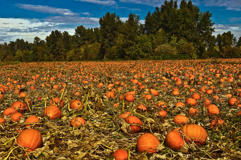 The Pumpkin Patch, Oregon - ID: 9237471 © Denny E. Barnes