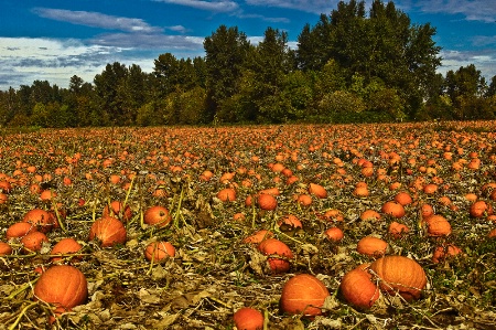 The Pumpkin Patch, Oregon