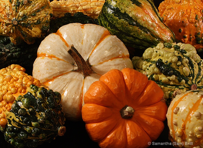 Autumn Pumpkins & Gourds