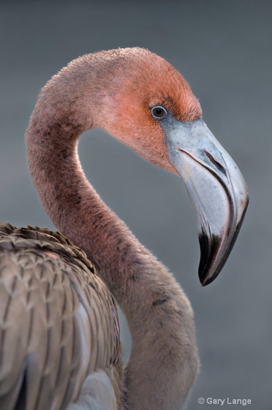 Immature Carribean Flamingo