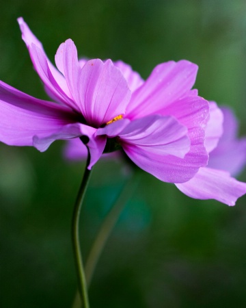 Cosmos With Stem