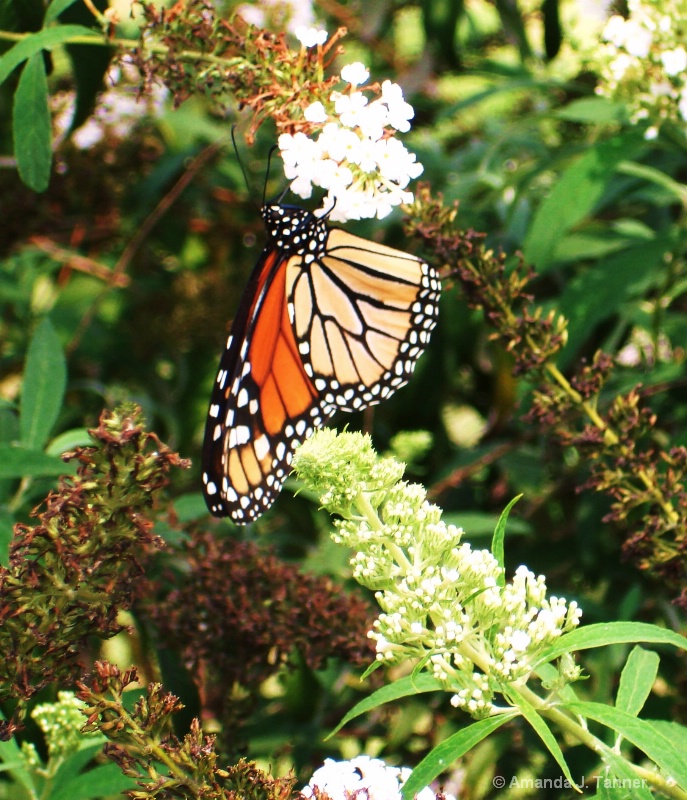 Monarch Butterfly