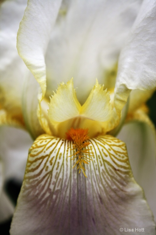 Beauty of the Iris