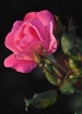 AUTUMN  ROSE