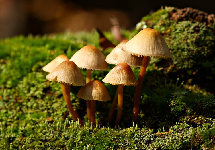 Little Mushrooms