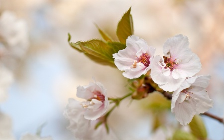 Cherry Blossoms