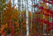 Color Along M-72