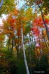 Fall Color 1