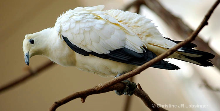 Pied Imperial Pigeon