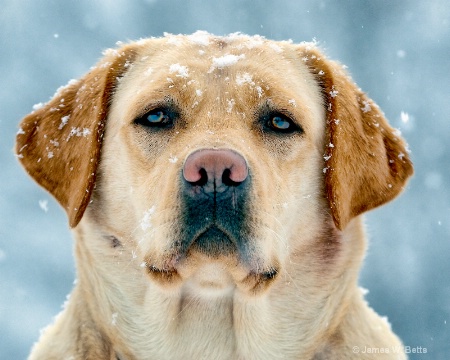 Ginger in Snow