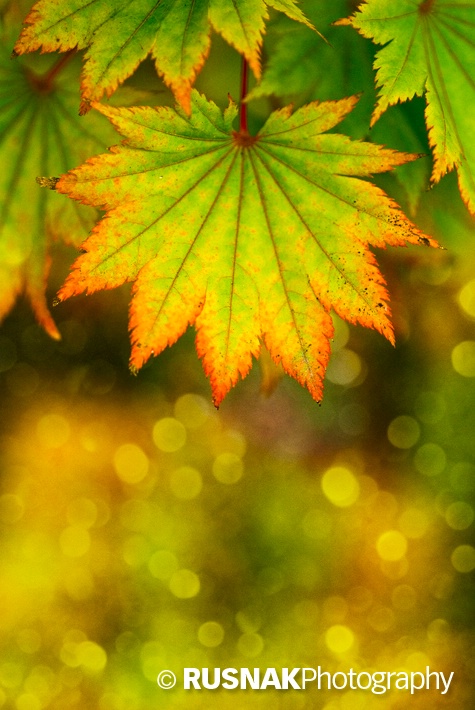 Autumn Bokeh