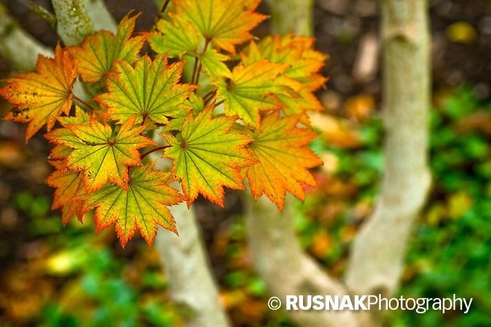 Autumn Torch