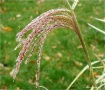 Frozen Droplets