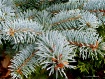 Needles Close Up