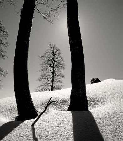 Framed Beech Tree