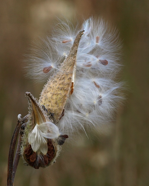 Milkweed Pods