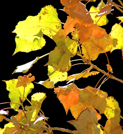 Cottonwood Leaves in Autumn