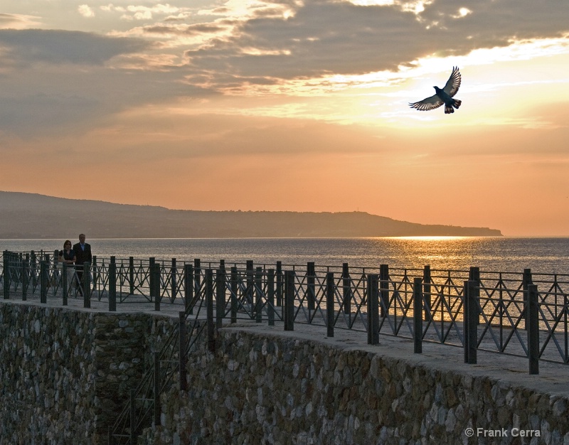 sunset pigeon