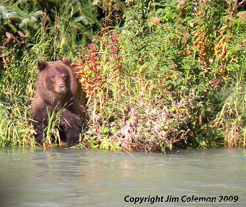 Young Grizzly Trying to fish 