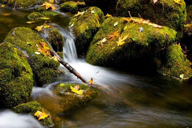 Autumn Leaves