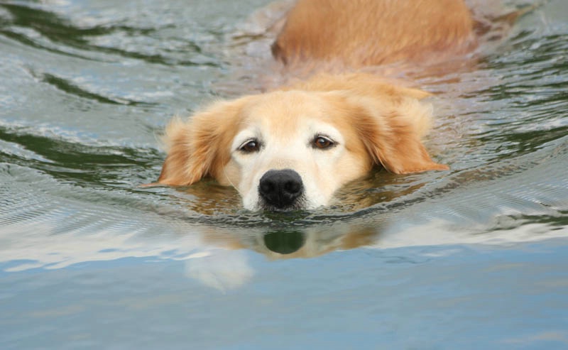 Leisurely Swim 