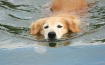 Leisurely Swim 
