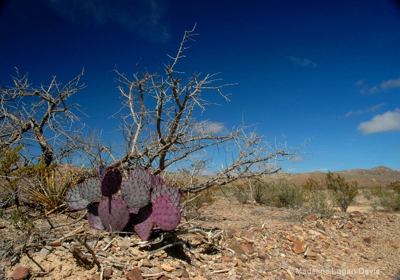 Purple Prickly Pears located in Texas 