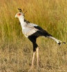 Secretary Bird