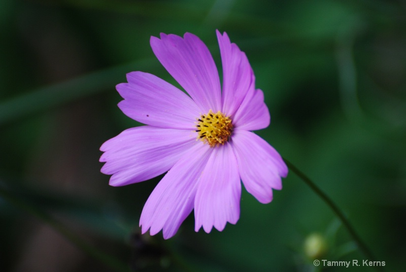 Purple Cosmo