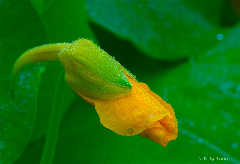 Nasturtium Bud in My Garden - ID: 9269170 © Kitty R. Kono