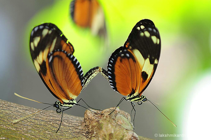 butterfly union