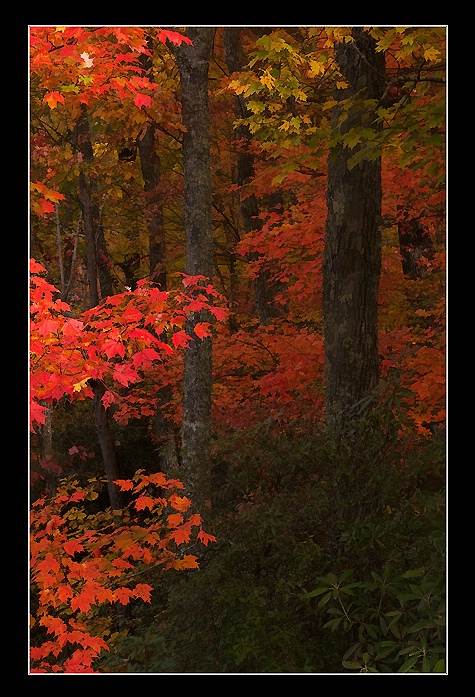 Autumn Foliage - ID: 9274996 © Steve Owen