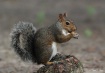 Stumping for Nuts