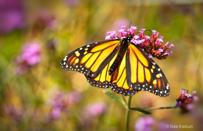 monarch in field