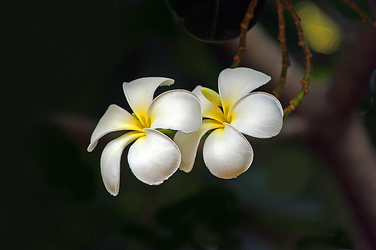 Union of two white beauties.