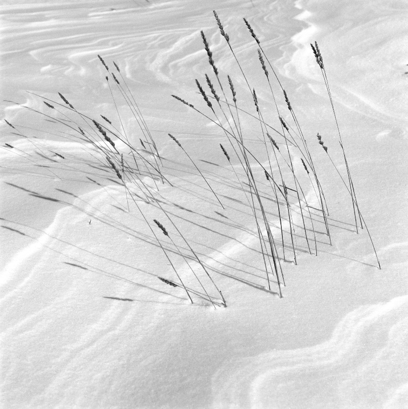 Rushes and Snow ripples.