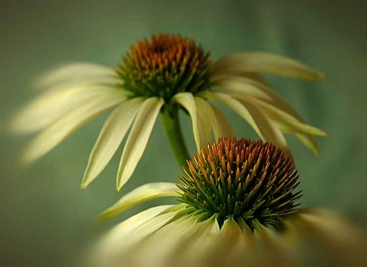 Dreamy Coneflowers