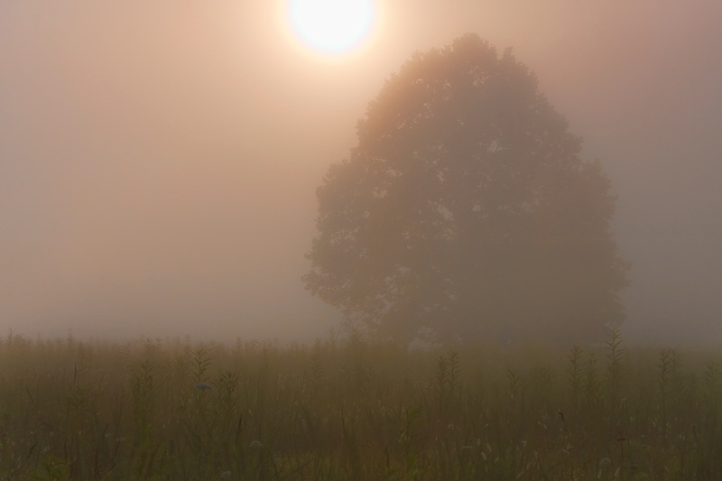 Foggy Sunrise - ID: 9282539 © John Singleton