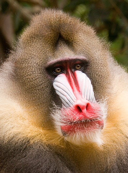 Male Mandril - ID: 9282989 © Mary-Ella Bowles