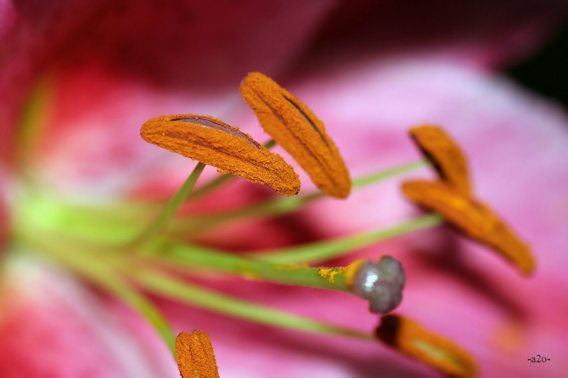 Blossom Tentacles