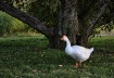 Apple Thief