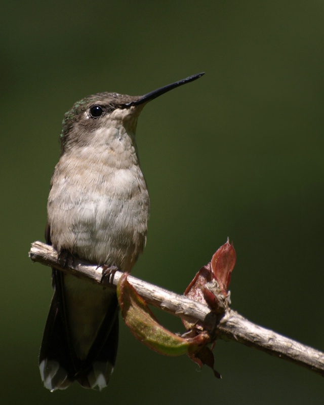 Female Hummer Portrait