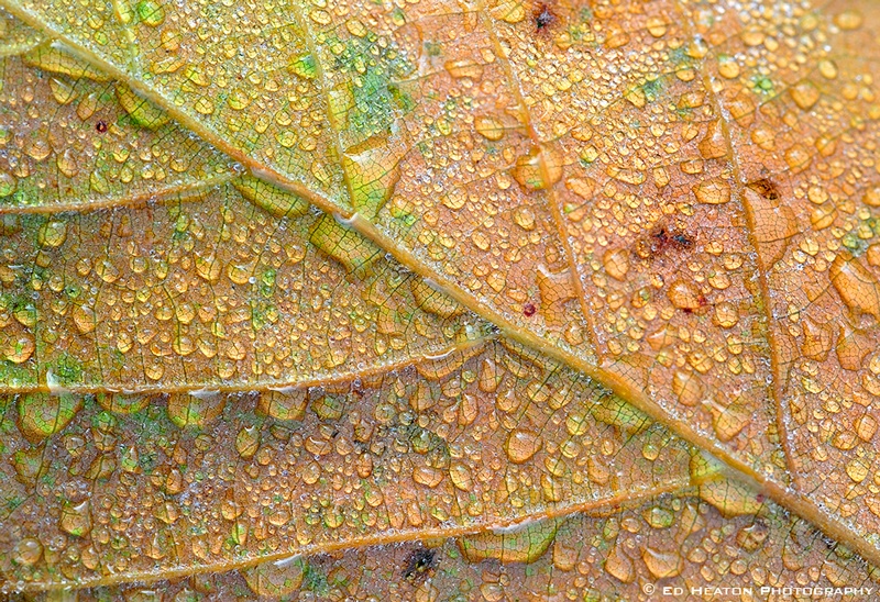 Leaf & Droplets