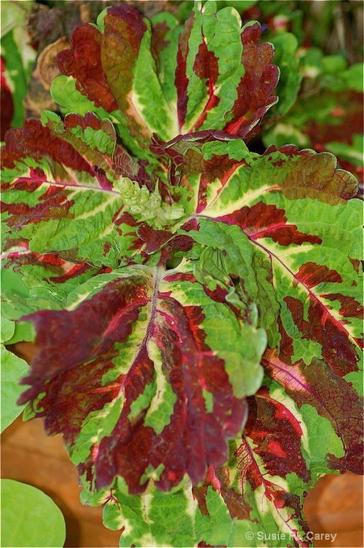 Coleus Detail - ID: 9289041 © Susie P. Carey