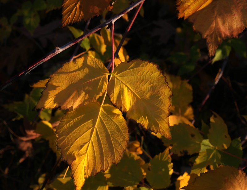 Golden Details