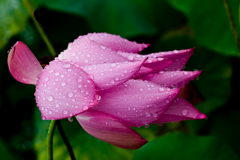 Wind Blown Lotus