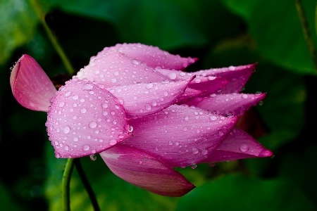 Wind Blown Lotus