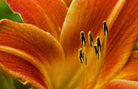 ~Lily~