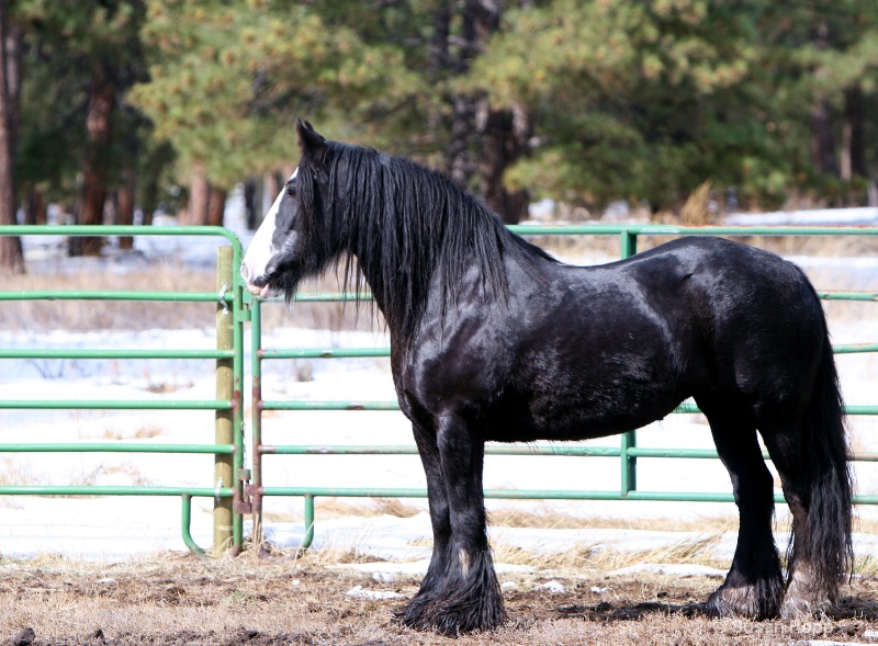 Gypsy Horse - ID: 9291729 © Susan Popp